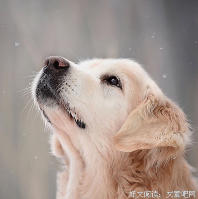 2019星梦经典语录