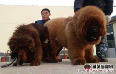最全的《误惹豪门：爵少的迷糊新娘》经典的句子大全