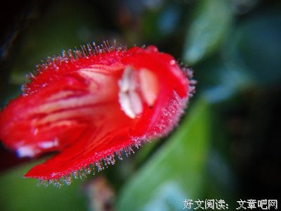 描写凤栖的语句摘抄
