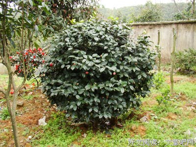 《遇见好实茶花》经典语录大全