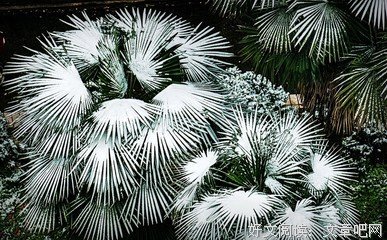 雪影名句欣赏