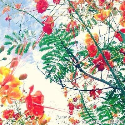 最全的《澄和堇》经典语录