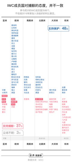 日本重启商业捕鲸：“没有一头鲸鱼，可以活着离开日本海。”