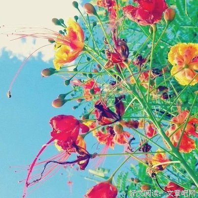 最全的《生如厦花》经典语句大全