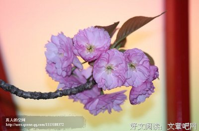 最新的《尊严》经典的句子