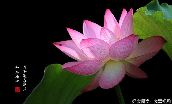 愿你历尽千帆，不染岁月风尘