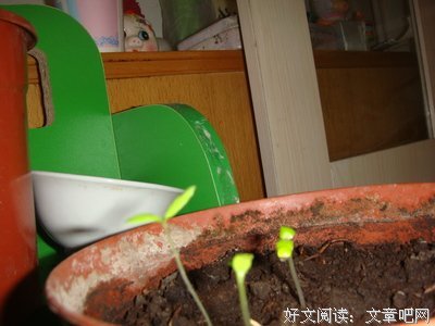 关于凤仙的格言