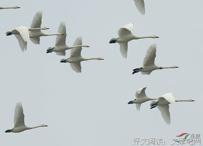 飞羽随集优美的句子