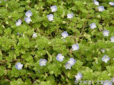有关陌上花开，缓缓归。的句子