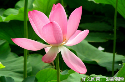 随意优美的句子