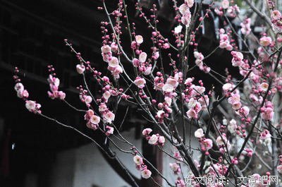 小外 | 苏州即景