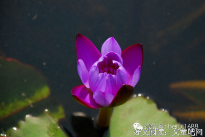 白落梅名言