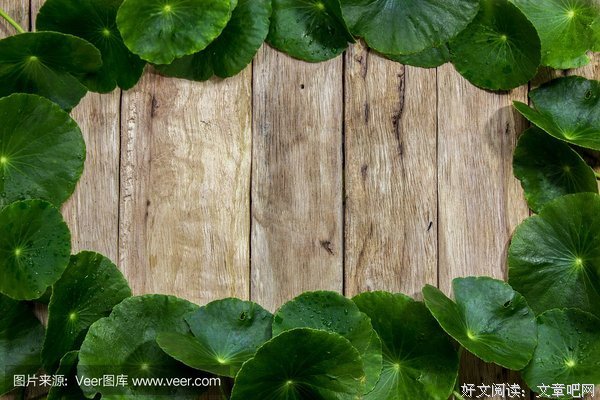 关于积雪草精彩语录