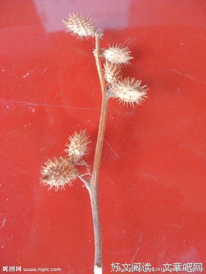 《苍耳》小说摘抄