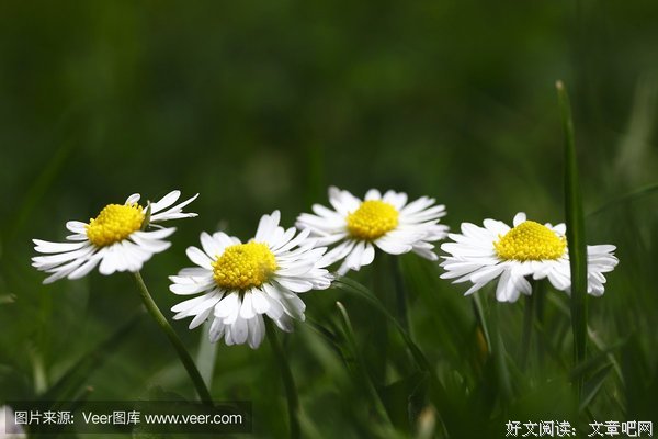黛西的句子