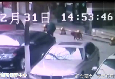 被送花圈，被人肉恐吓，狗死谁偿命！