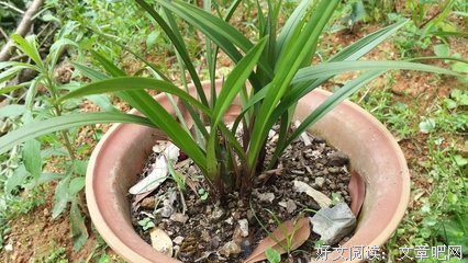 有关鹿半生名言
