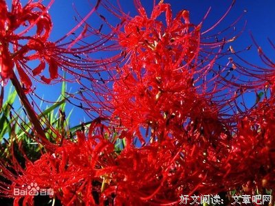 最经典的《彼岸花》语录摘抄大全