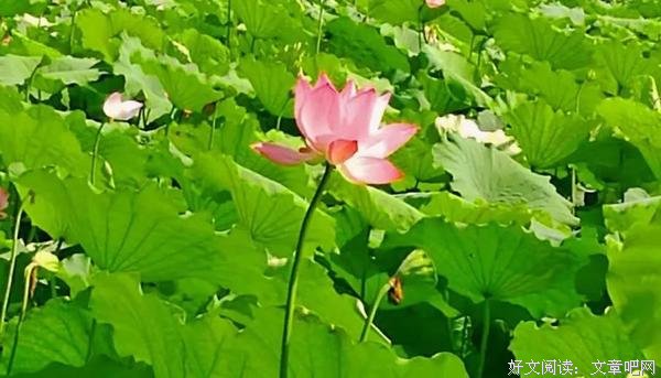 市井幽默：打赌