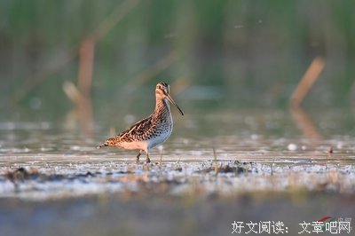 关于气小沙的句子