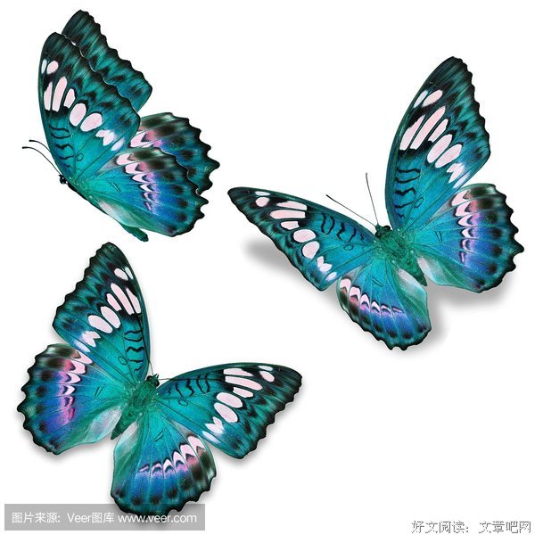有关蓝蝴蝶zy名句欣赏