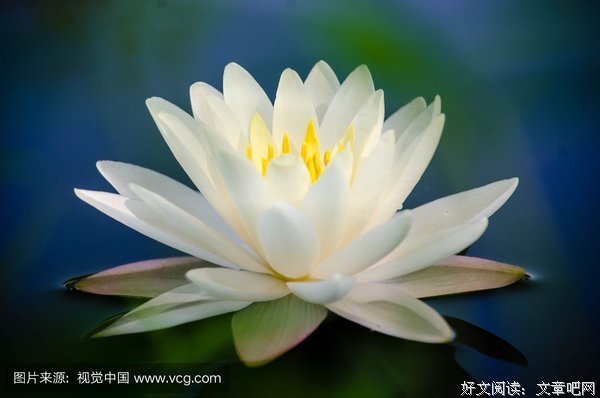关于不见莲花名人名言