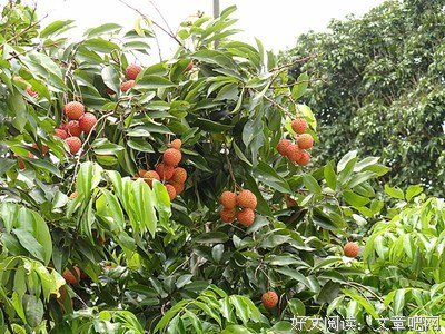 最经典的桂小太郎名言大全