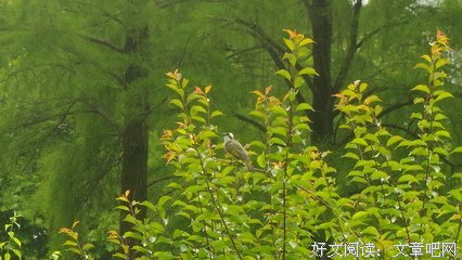 最全的《菩萨蛮》佳句摘抄