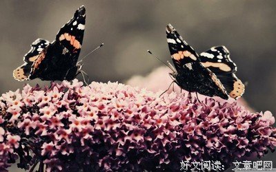 《一醉经年》经典语录大全
