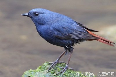 最全的《公子无耻》经典的句子大全
