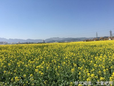 关于小曲儿的格言