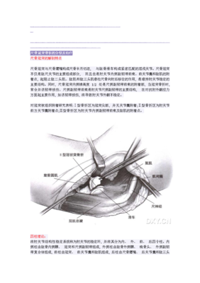 岭师：松