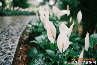 关于短句集的句子