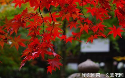 最经典的秋叶一雨的名言