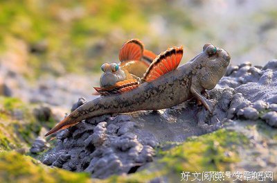 有关爱爬树的鱼名言
