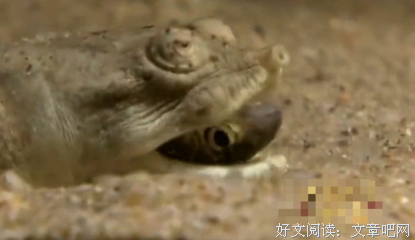 甲鱼不是龟的名言