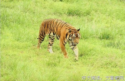 最经典的《大鱼海棠》好段摘抄大全