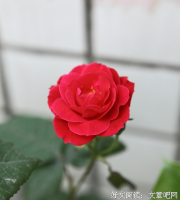 最经典的《旧年今夏》经典句子大全