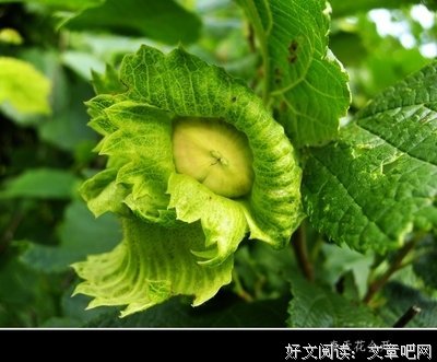 《朝花夕拾》小说书摘