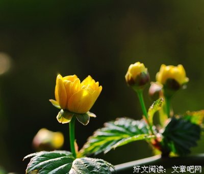 最经典的《棠棣之华》经典语录