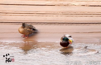 有关懒鸟的名言