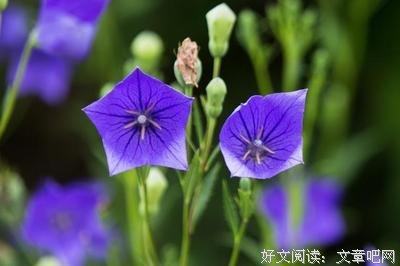 《美人宜修》名句欣赏
