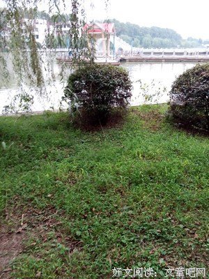 最全的《芳草无情》经典的句子