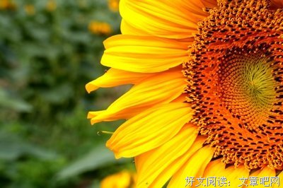 柳飞的句子