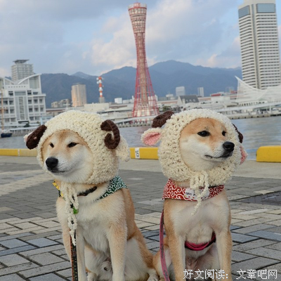 浮柳的优美句子