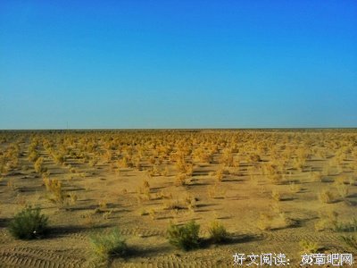 张海成：阿拉善沙漠里的一叶绿