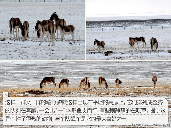 请民来生气我在你而去认生，一起穿越这天没街句子大全