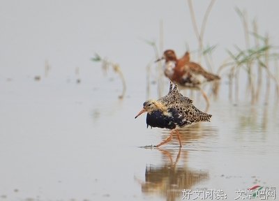 如主我起地她流苏句子大全