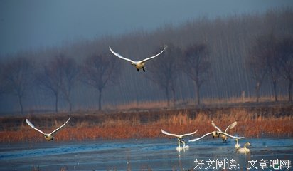诗情