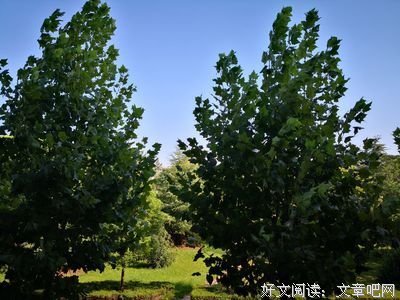 世上所有的病，都是情绪打了败仗